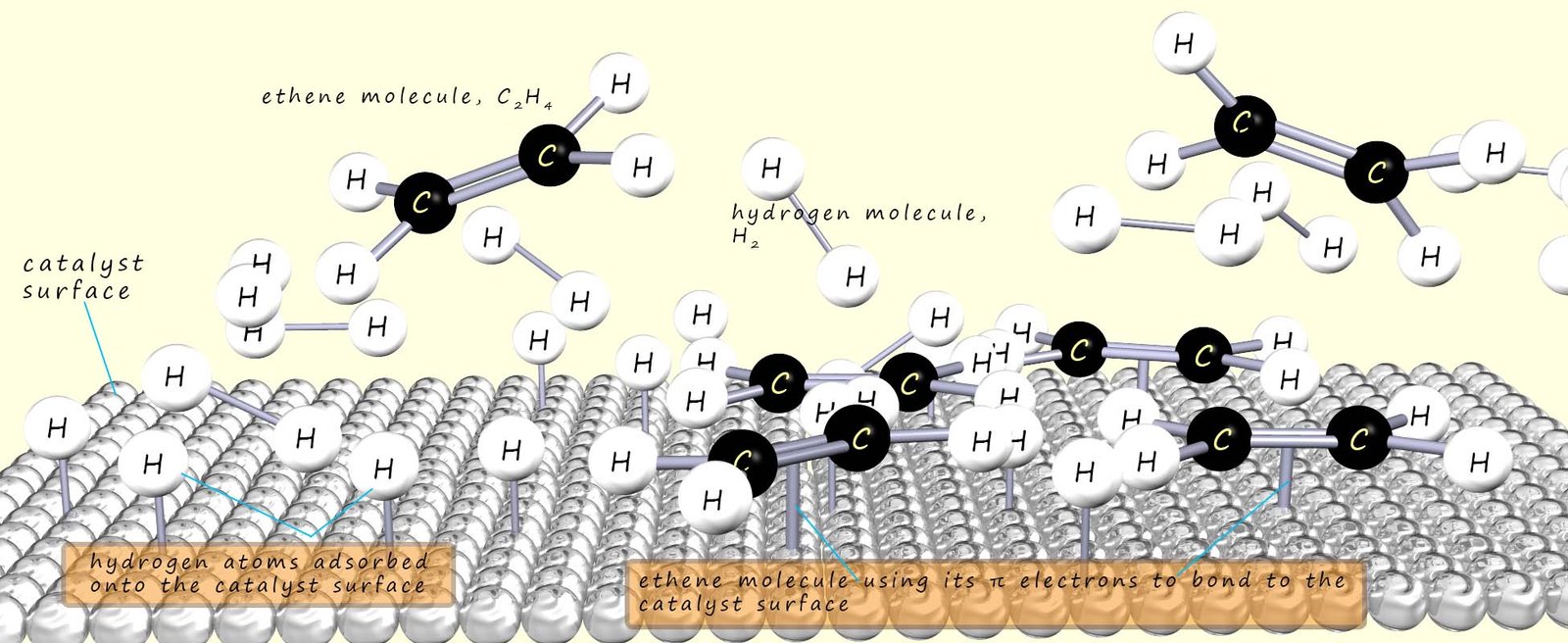 Image shows how a unsaturated molecule becomes hydrogenated on the 
surface of a catalyst